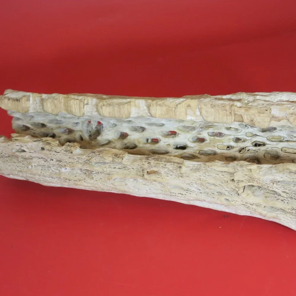 Cactus Wood Decoration for Aquarium Tank 1 pc